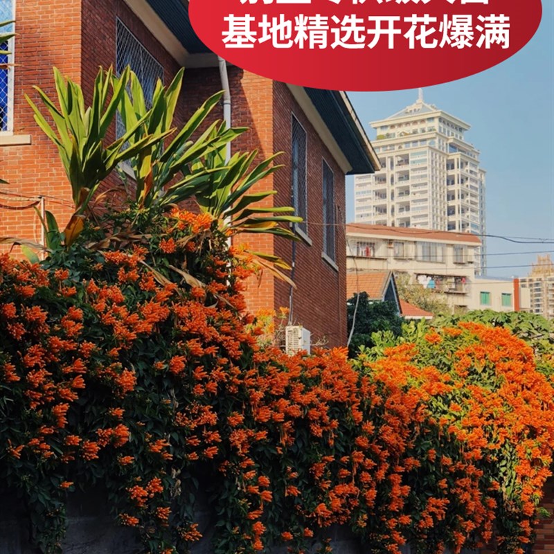 凌霄花苗爬藤植物母系大苗炮仗花别墅专用庭院爬墙盆栽四季开花卉