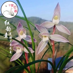 【十里兰香】莲瓣兰红韵素兰花盆栽晴娥赤壳素细叶老种名贵兰花苗