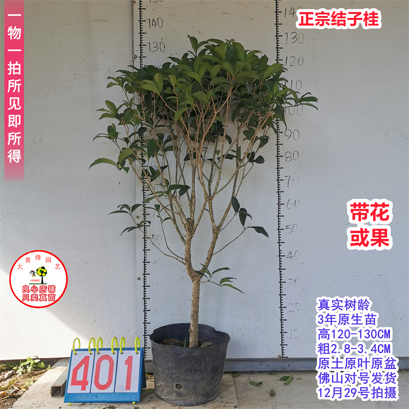 桂花苗正宗结子桂花四季开花味清新自然南方阳台庭院盆栽地栽树苗