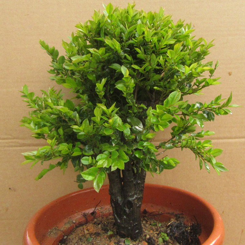 小叶檀香紫檀木盆景树桩室内绿植盆栽紫檀四季常青植物黑檀黑骨茶