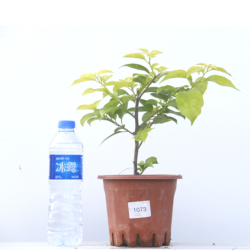 三角梅 粉天使 扦插小苗阳台花苗花卉四季阳台开花植物盆栽庭院