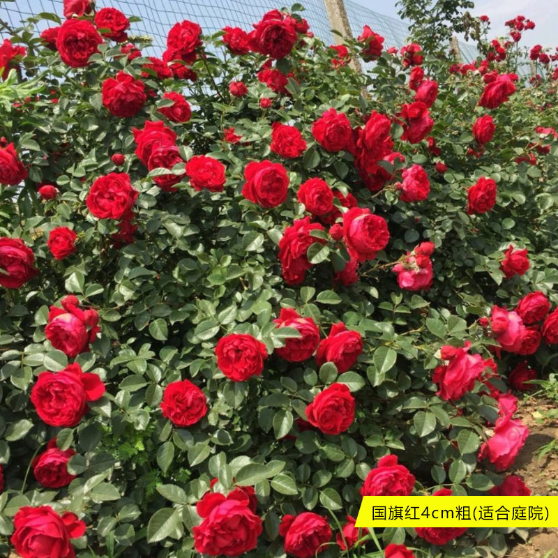 树桩月季花苗特大花庭院植物嫁接四季树状棒棒糖月季树苗盆栽花卉