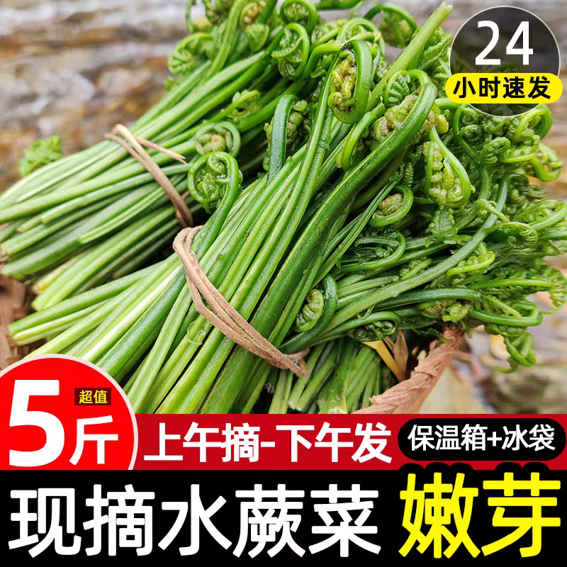 新鲜包邮现摘蕨菜水蕨菜现发拳头菜龙头菜猫爪野菜江西山上野菜