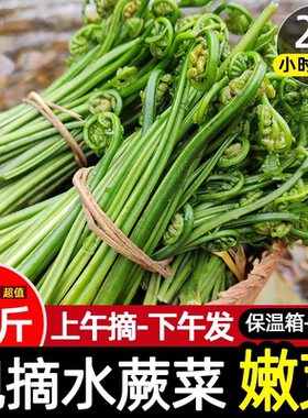 新鲜包邮现摘蕨菜水蕨菜现发拳头菜龙头菜猫爪野菜江西山上野菜