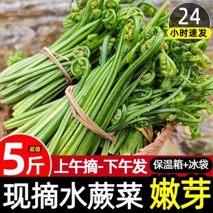 新鲜包邮现摘蕨菜水蕨菜现发拳头菜龙头菜猫爪野菜江西山上野菜