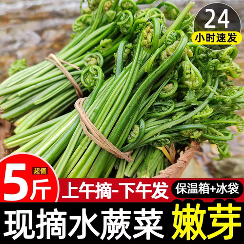 新鲜包邮现摘蕨菜水蕨菜现发拳头菜龙头菜猫爪野菜江西山上野菜