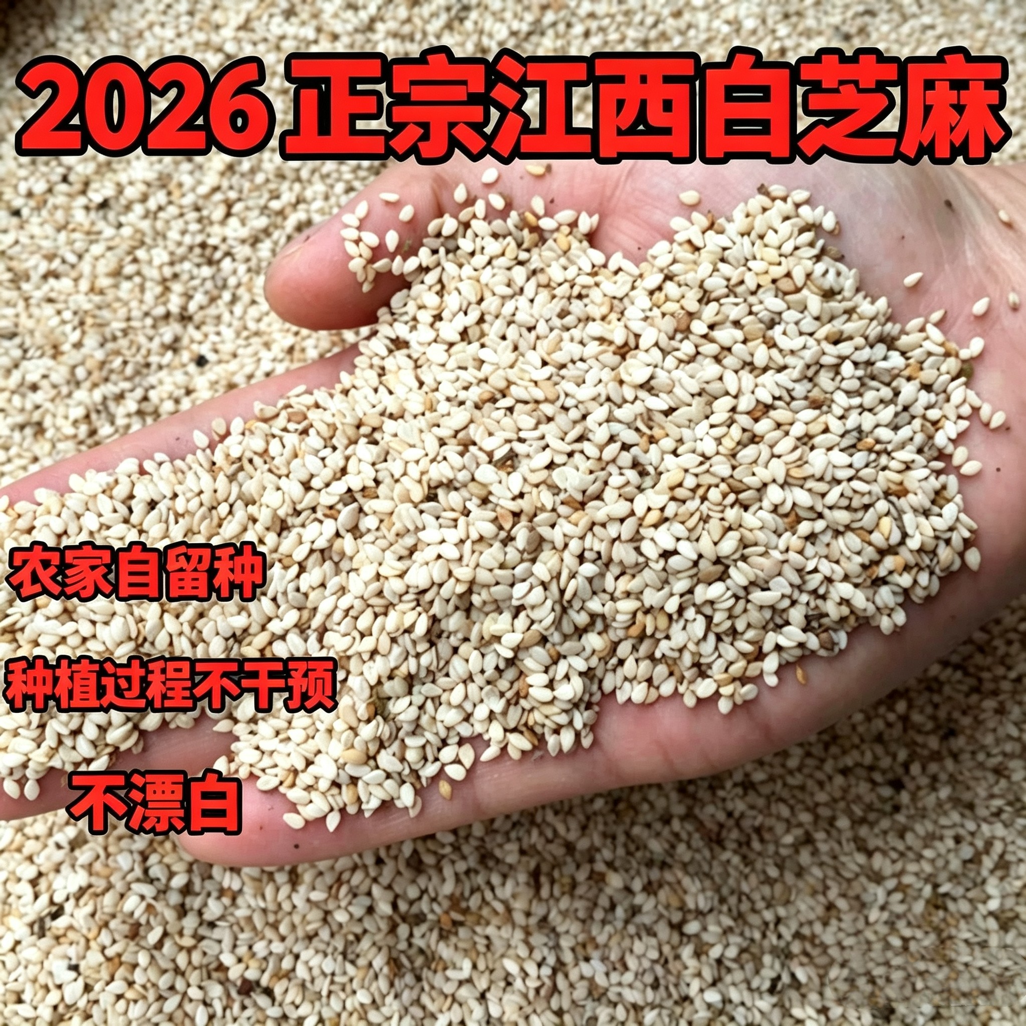 2026新货江西白芝麻农家自留种白芝麻籽生芝麻粒打豆浆五谷杂粮