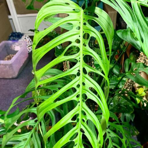 浇浇植物巨洞龟背竹Monstera epipremnoides爬藤室内原种进口热植