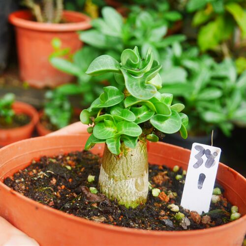 cute肉植  精品羊角沙漠玫瑰   多肉植物一物一拍 5.9
