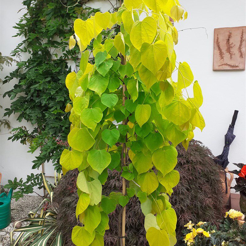 【嘉瑞】  彩叶小乔木 进口紫荆 永恒之火  甜心 角落猫