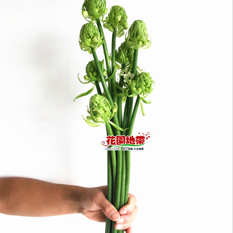 天鹅绒鲜花伯利恒之星鲜切花水养插花生日花束雀梅圣心百合花期长图片
