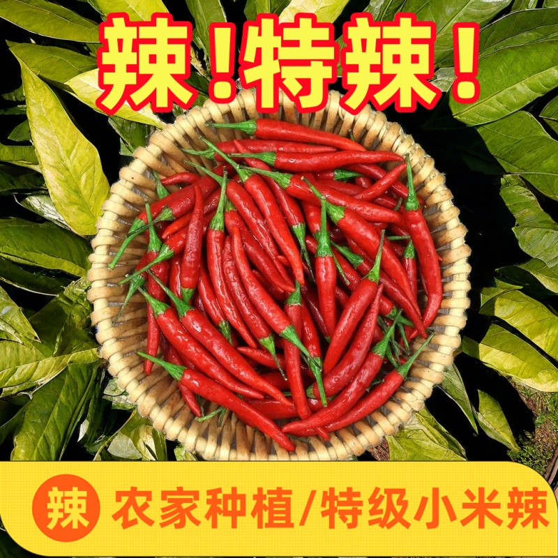 现摘小米椒辣椒新鲜当季朝天椒红辣椒特辣可剁椒泡椒蔬菜5斤包邮3