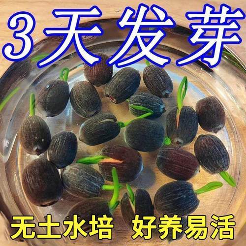 碗莲种七彩五颜六色花卉水养四季莲花荷花种莲藕绿植水缸植物水培