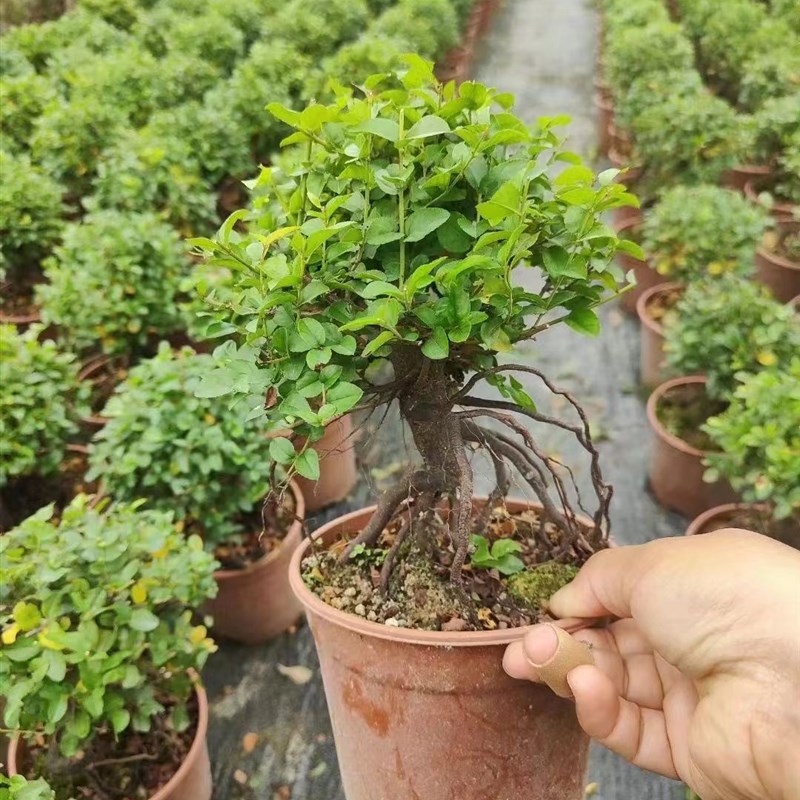 雀梅红芽盆景老桩植物小叶造型树桩室内客厅绿植桌面盆栽四季常青