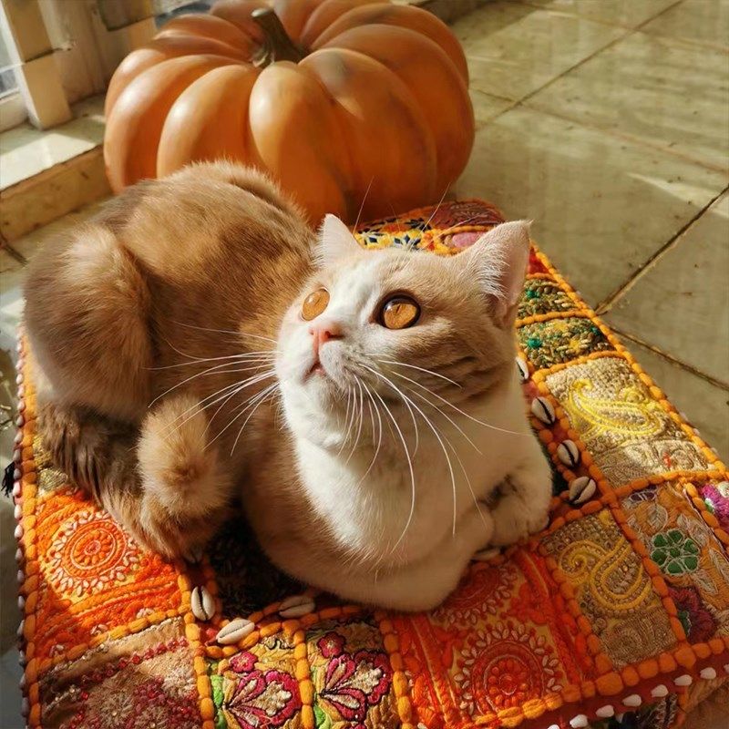 印度手工刺绣拼布蒲团飘窗卧室阳台榻榻米波西米亚风瑜伽圆形坐垫,居家布艺,蒲团,淘宝优惠券,粉丝福利购,淘宝优惠卷