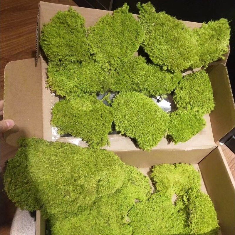 永生苔藓绿色造景彷真植物墙  白发块状苔藓墙装饰配材拍摄道具,家居饰品,仿真花/假花,淘宝优惠券,粉丝福利购,淘宝优惠卷