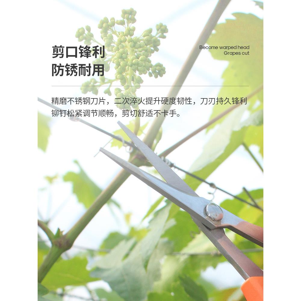 翘头剪刀修葡萄专用剪刀蔬果花艺园艺稀果剪水果疏果盆栽果枝剪子