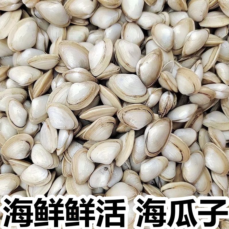 连云港海鲜鲜活海瓜子新鲜无沙海沙子白瓜子小蛤蜊小花甲海捕贝类