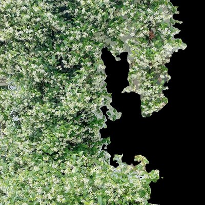 白风车茉莉盆栽络石藤垂丝浓香爬藤花卉耐寒阳台盆栽植物四季常青