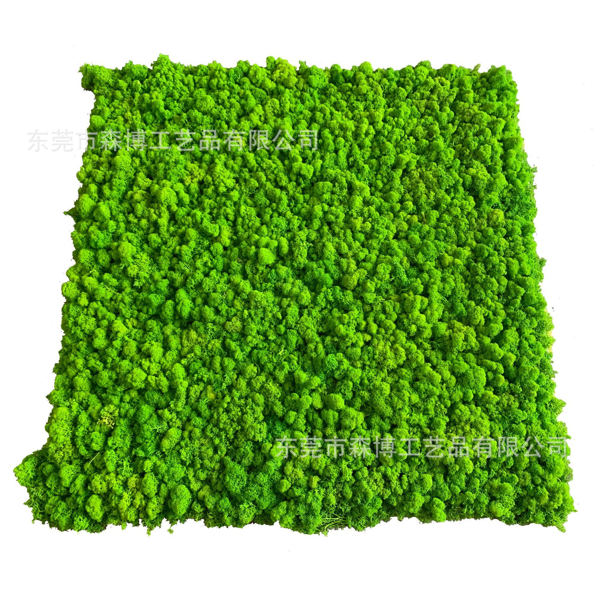 永生苔藓植物墙草皮绿植墙真青苔鹿蕊藓装饰背景办公室LOGO形象墙