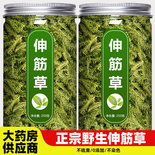 伸筋草中药材野生新鲜的功