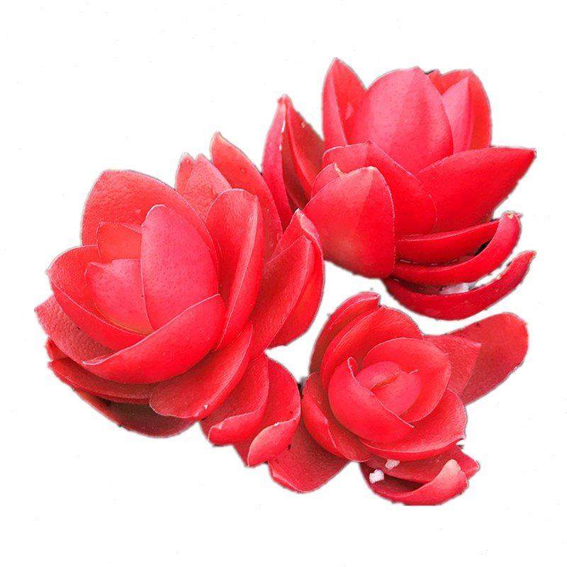 多肉故事馆/多肉植物火炬/火焰红/组盆拼盘百搭/新手