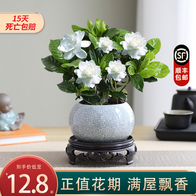 栀子花四季盆栽植物室内好养办公室桌面带盆景花苞开花小绿植