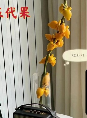 五代果 五代同堂黄金果 乳茄果 长寿果 牛头果福禄果鲜切室内插花