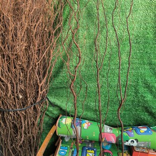 精选原生态自然天然树枝 带皮原色形态丰富造型独特云龙柳树枝干