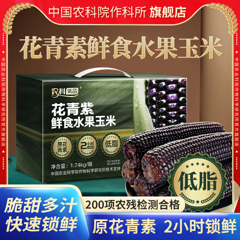 花青紫鲜食水果玉米紫色原花青素脆甜粗粮营养代餐