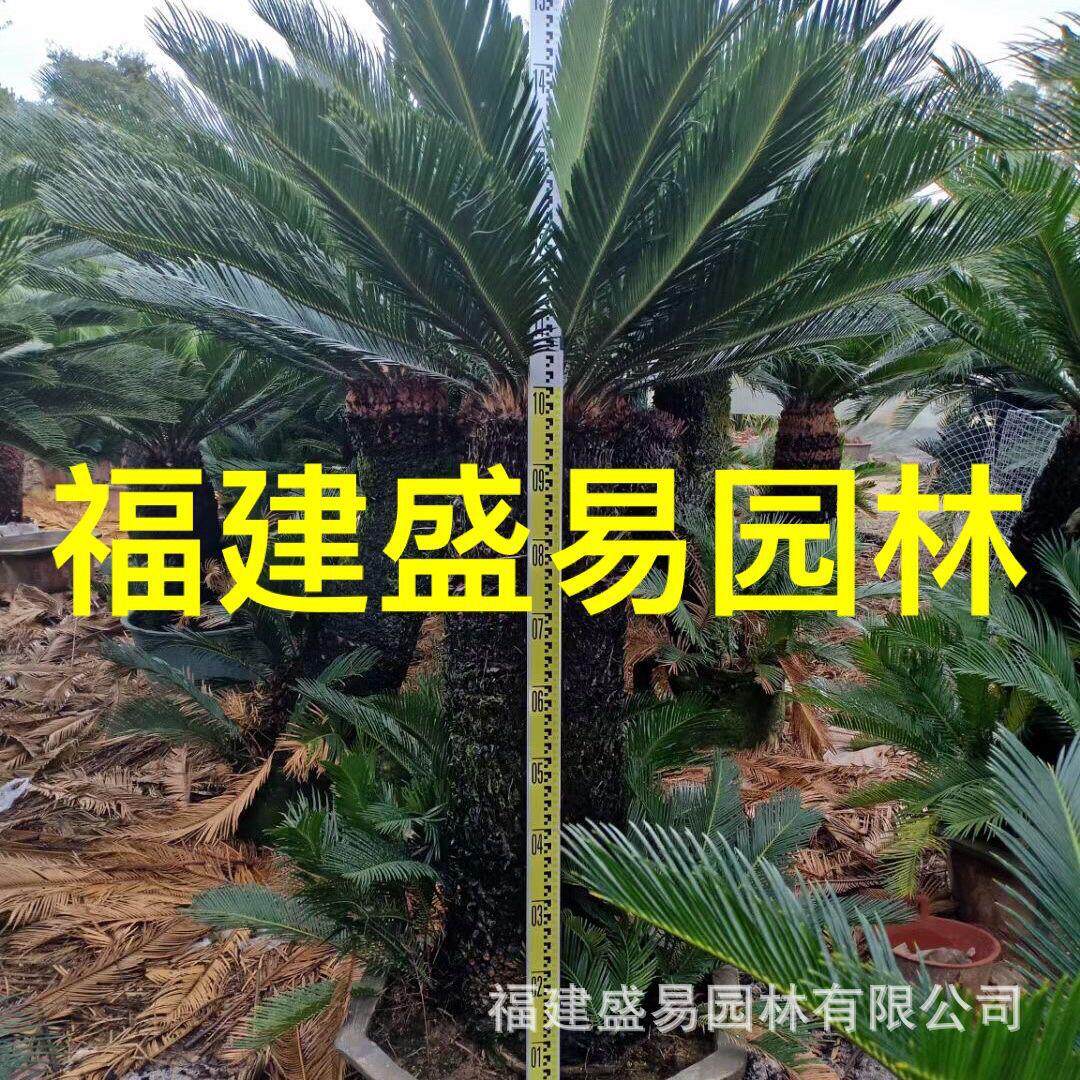 多头铁树 丛生铁树 大铁树基地 造型铁树盆景 铁树价格