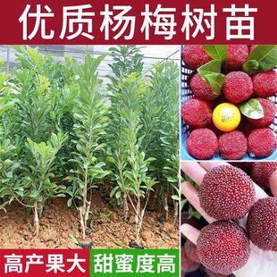 云南杨梅树树苗嫁接黑炭杨梅盆栽南方北方地栽果树苗当年结果特大