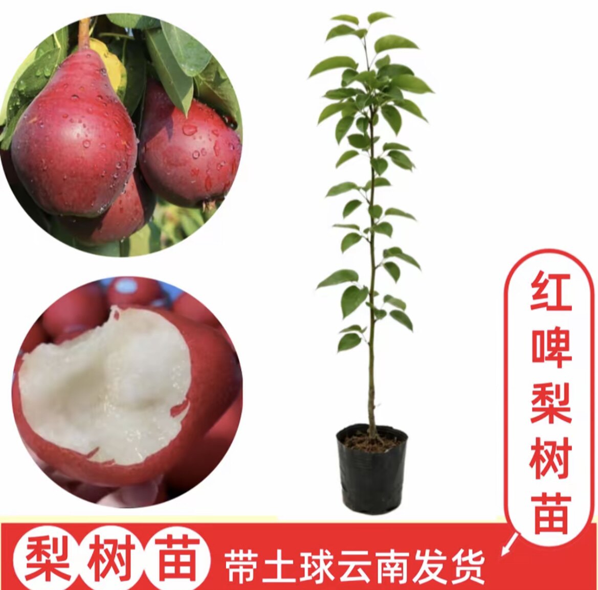 【红啤梨】红巴梨云南嫁接梨树苗 盆栽地栽果树苗  带土球发货