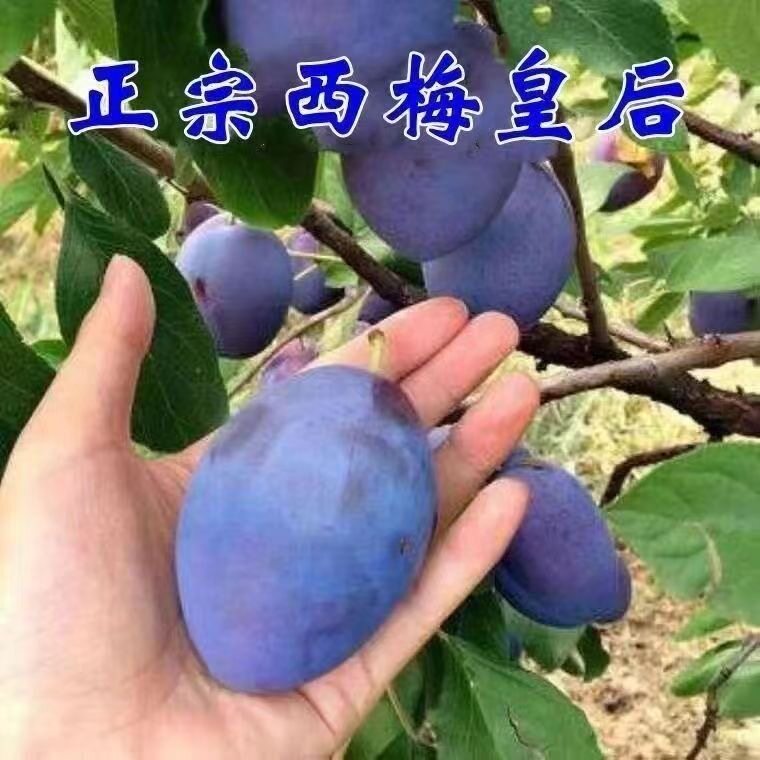 爆甜蓝蜜西梅树苗嫁接甜蜜李子树苗南北方种植当年结果盆地栽西梅