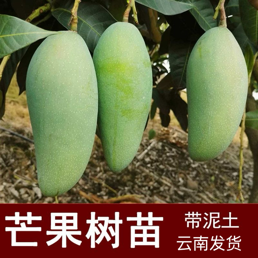 云南大青芒果树苗庭院阳台树苗嫁接苗四季种植带土叶盆栽南方种植