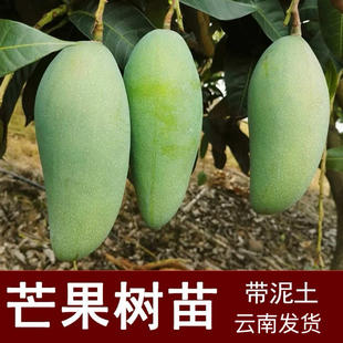 云南大青芒果树苗庭院阳台树苗嫁接苗四季种植带土叶盆栽南方种植