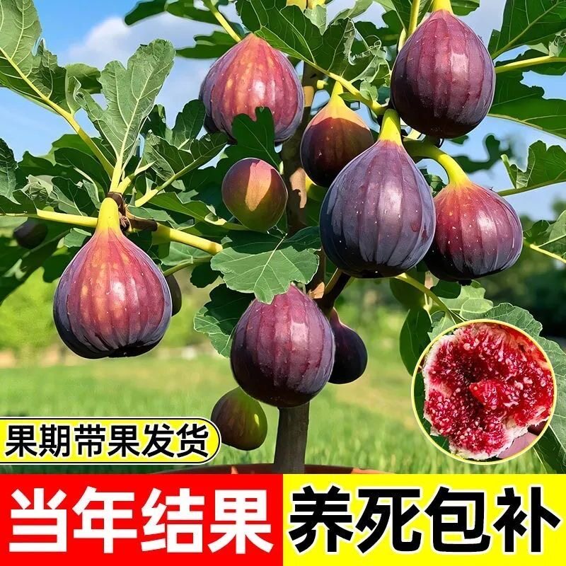 正宗格莱斯无花果树苗盆栽地栽阳台庭院当年结果苗南北方四季种植