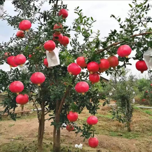 云南石榴树苗特大突尼斯软籽甜石榴耐寒盆栽地栽南北方种植结果