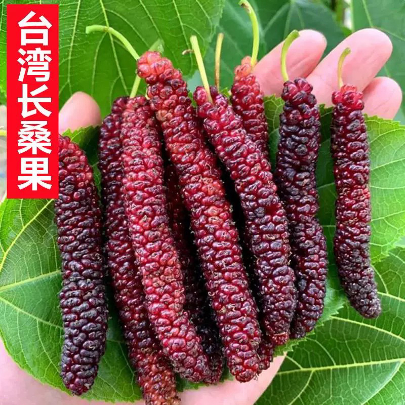 云南白果桑长果桑苗桑葚苗果树果苗盆栽地栽食用果桑苗南北方桑树