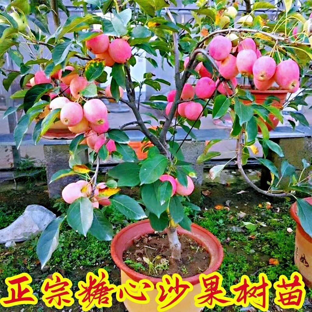 糖心沙果树苗 海棠果树庭院地栽 花红果树苗沙果苗耐寒丰产易成活