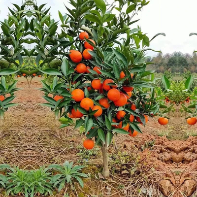 新品种嫁接无籽沃柑树苗砂糖橘蜜桔苗皇帝柑树苗盆栽柑橘果树苗果