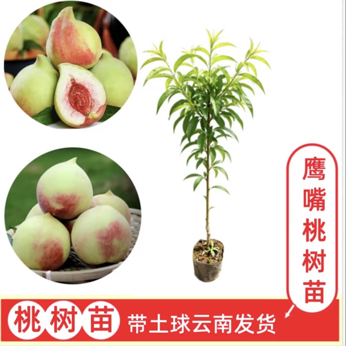 【鹰嘴桃】云南嫁接桃树苗  盆栽地栽果树苗  带土球发货