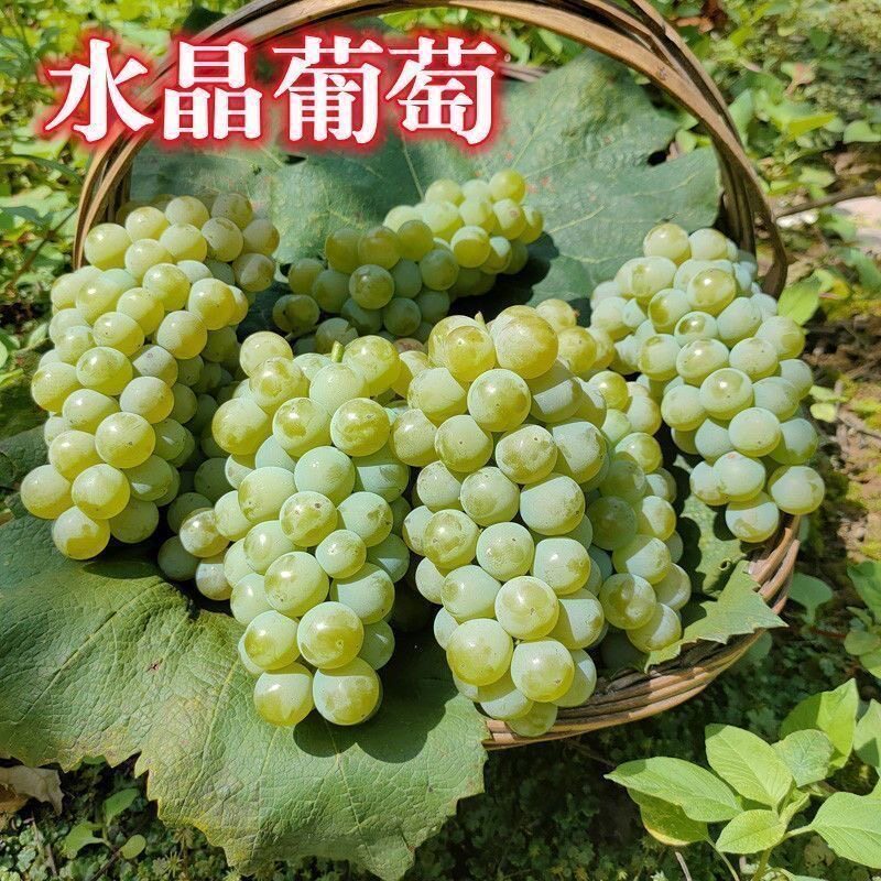 老品种水晶葡萄苗爬藤地栽盆栽果甜多汁改良品种南方北方当年结果