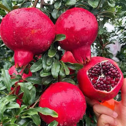 云南石榴苗会理软籽大果黑籽甜石榴树苗当年结果果树苗南北方种植