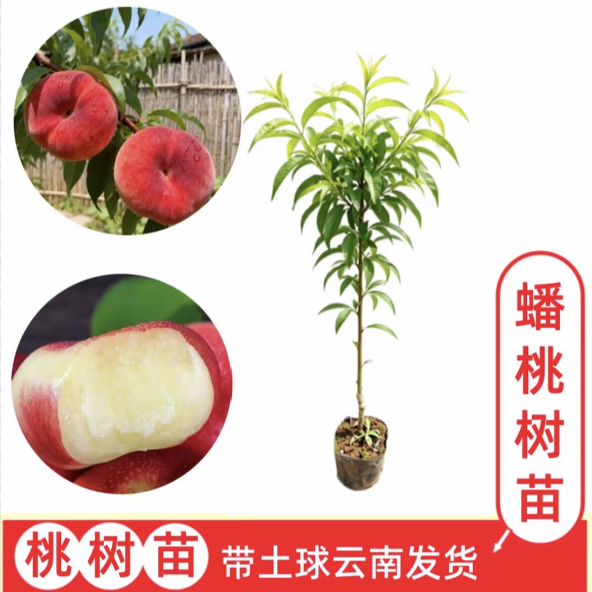 【蟠桃】云南嫁接桃树苗  盆栽地栽果树苗  带土球发货