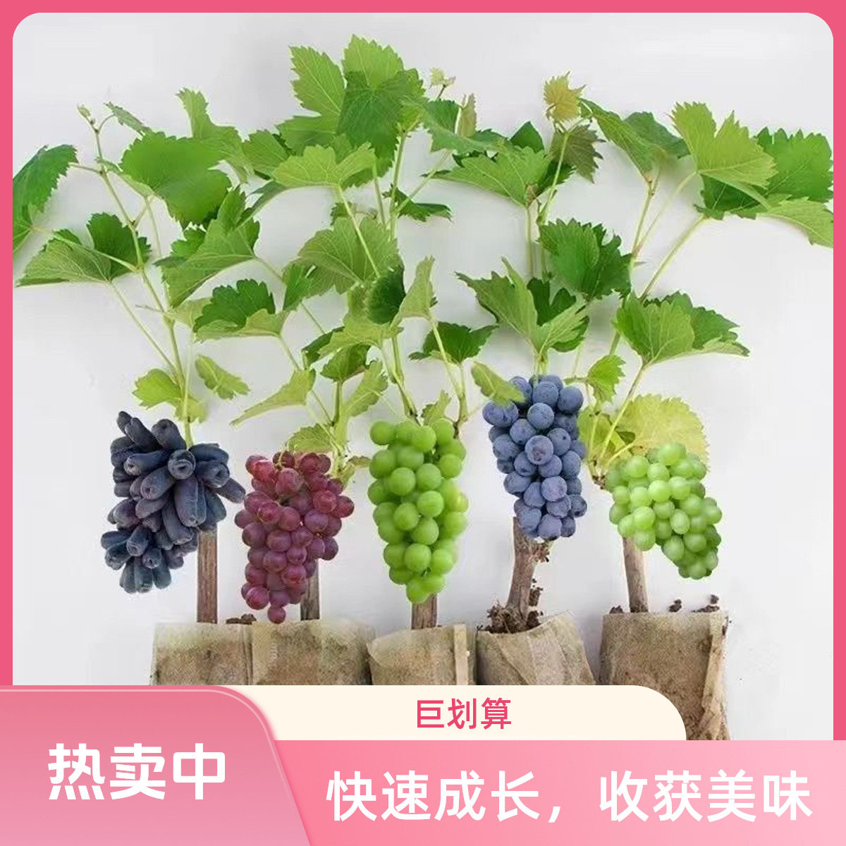 【三棵装】云南葡萄树苗阳光玫瑰巨峰妮娜水晶葡萄南北方种植果苗