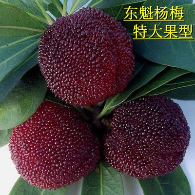 杨梅树苗东魁杨梅嫁接树苗早熟杨梅大果杨梅苗南北方种植盆栽正宗
