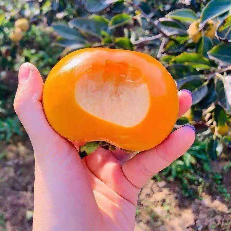 云南甜脆柿红灯笼柿树苗南北方果树苗多汁嫁接柿子树苗当年结果