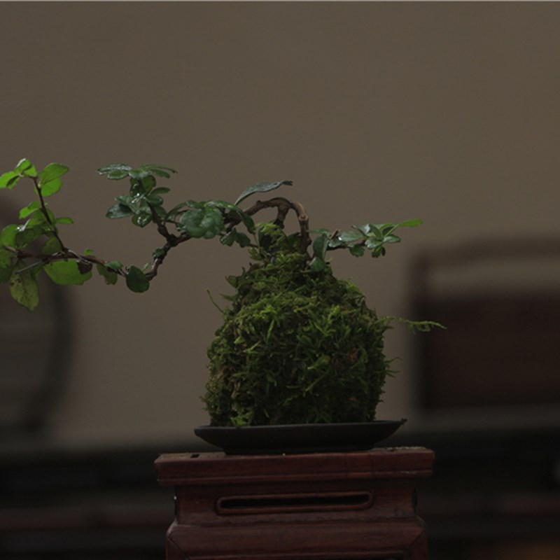 福建茶绿植室内树桩盆景客厅悬崖造型小叶黄杨小盆栽老桩四季常青