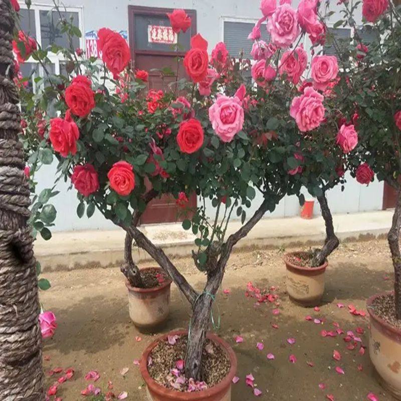 多色嫁接树桩月季大花浓香庭院盆栽地栽室内玫瑰树状嫁接月季树苗